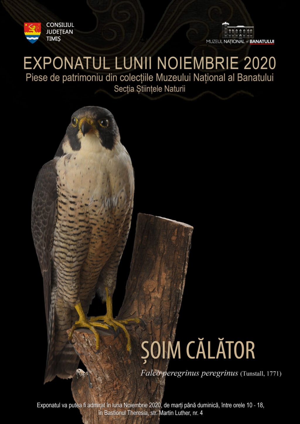 exponat noiembrie